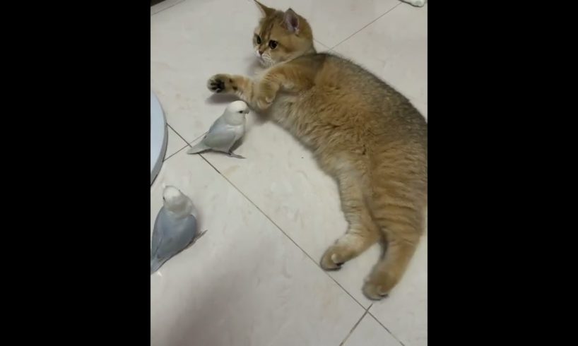 Cats playing with his best friend #shorts #animals #cute #birds