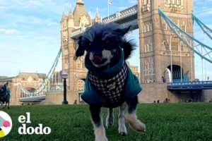 Chico lleva a sus perros a hacer turismo en su ciudad natal | El Dodo
