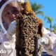 Chico saluda a unos enjambres de abejas gigantescos antes de rescatarlas | El Dodo
