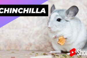Chinchilla 🐭 One Alternative Animal To Have As A Pet #shorts