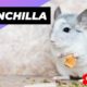 Chinchilla 🐭 One Alternative Animal To Have As A Pet #shorts