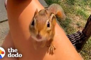 Chipmunk Gets So Jealous When His Favorite Girl Talks To Other Chipmunks | The Dodo Wild Hearts