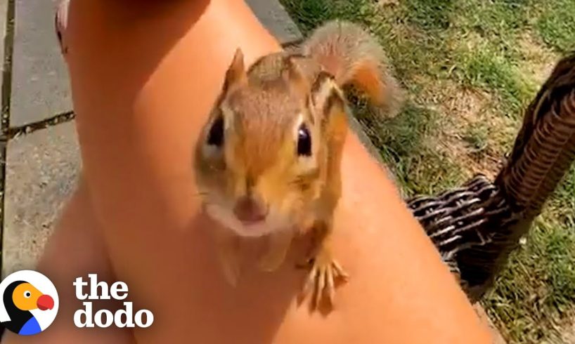 Chipmunk Gets So Jealous When His Favorite Girl Talks To Other Chipmunks | The Dodo Wild Hearts