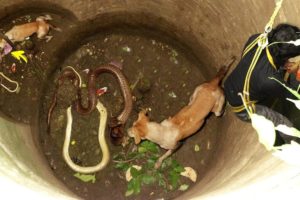 Cobra vs Dog fight rescue | animal rescue | wild animal rescues