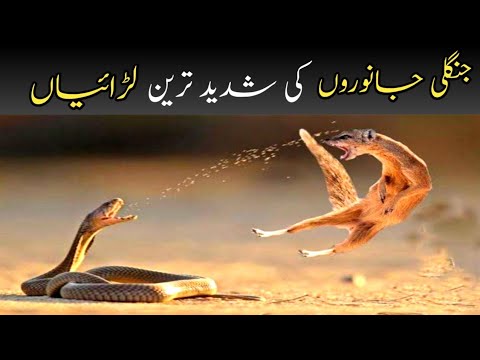 Craziest Fights of Wild Animals |Animal Fights in Hindi|جنگلی جانوروں کی شدید ترین لڑائیاں @ Lit Fam