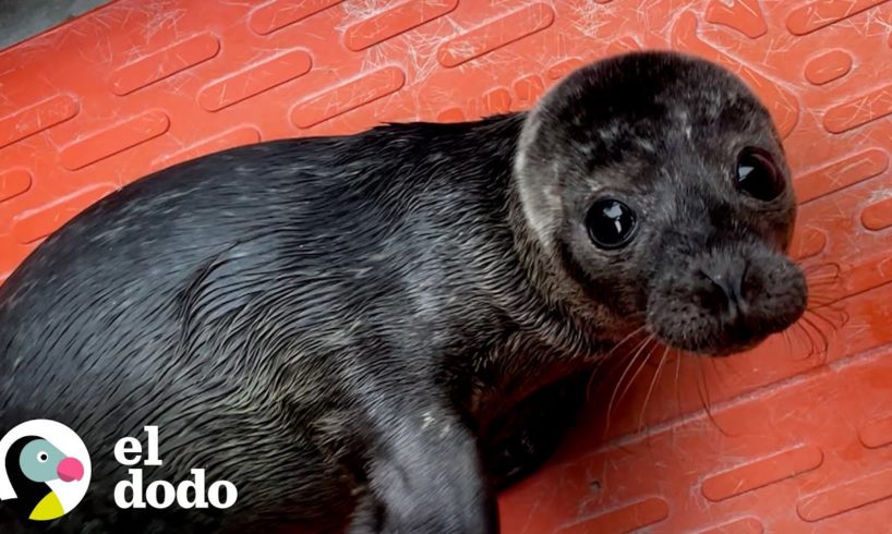 Cría de foca huérfana le ladra a cualquiera que intente limpiar su bañera | El Dodo