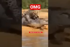 Crocodile And Lion Fight | Animal Fight | Animal Planet | Animal Cartoon | Funny Video |Comedy Prank