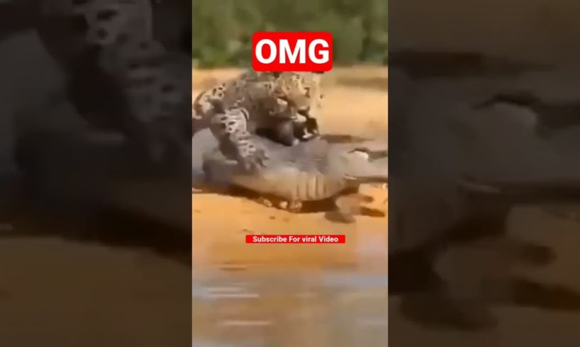 Crocodile And Lion Fight | Animal Fight | Animal Planet | Animal Cartoon | Funny Video |Comedy Prank