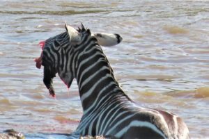 Crocodiles Bite The Face Off Zebra While Crossing Mara River on a Safari in Kenya