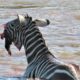 Crocodiles Bite The Face Off Zebra While Crossing Mara River on a Safari in Kenya