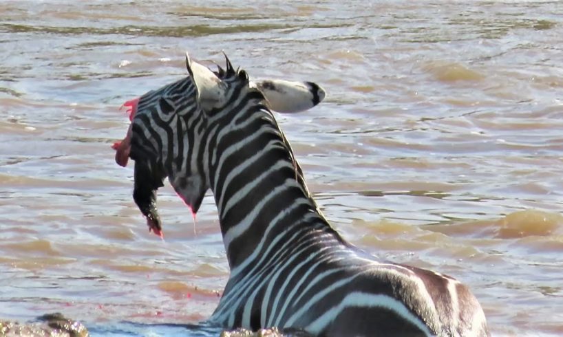 Crocodiles Bite The Face Off Zebra While Crossing Mara River on a Safari in Kenya