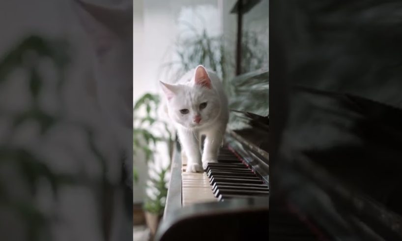 Cute Cats Playing Piano 🎹 #shorts #animals