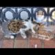 Cute Little Cat Was So Hungry And She Wanted Us To Feed Her | Animal Rescue Video