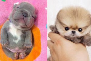 Cute Puppies Doing Funny Things 2020 | Cute Baby Animals