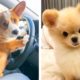 Cute Puppies You Wanna Watch doing Funny Things🐶🐶  | Cute Puppies