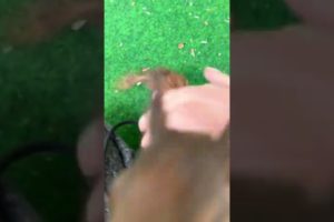 Cute Squirrel playing with Football🤣🐿️#animalsmasti#viral #cute#funny#shorts #short#animals#squirrel