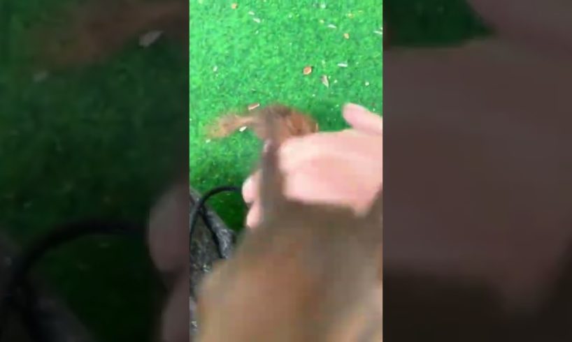 Cute Squirrel playing with Football🤣🐿️#animalsmasti#viral #cute#funny#shorts #short#animals#squirrel