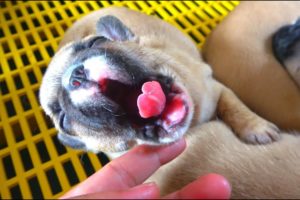 Cute baby animals Videos Compilation cutest moment of the animals - Cutest Puppies