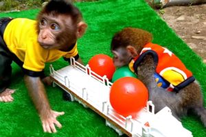 Cute baby monkey playing ball with his friends -animals home animal ht