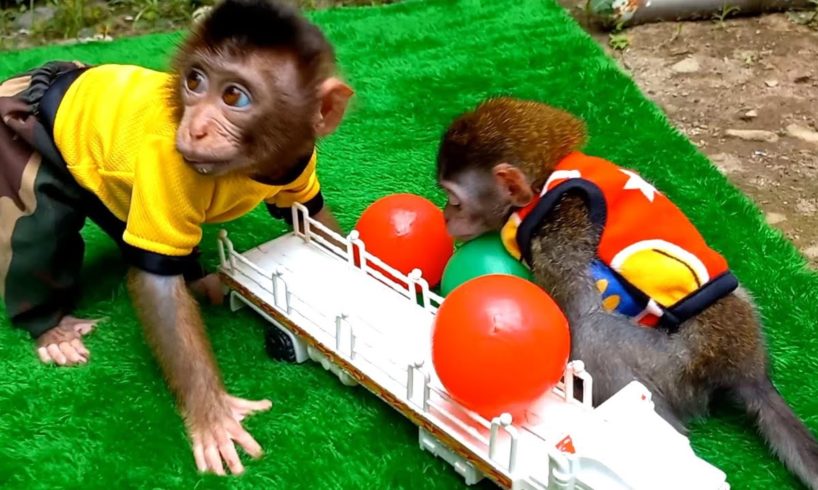 Cute baby monkey playing ball with his friends -animals home animal ht