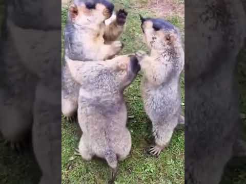 Cute little animals playing #animalplanet #animaldocumentaries #shorts