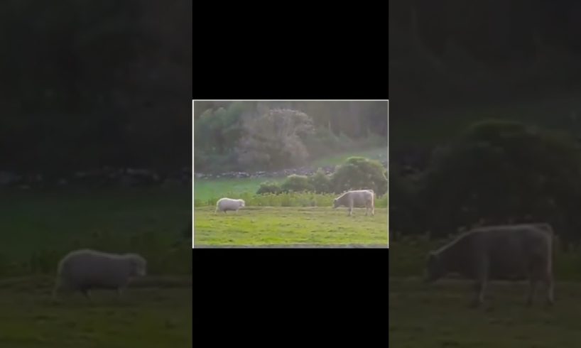 Cutest Animal Fight #cutest #animal #fight #shorts #trending #wildlife #funny