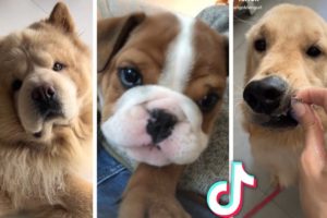Cutest Puppies Compilation 🥰 Grumpy Doggos Doing Funny Things 🐕