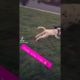 Cutest Puppies Ever Playing With A Stick #dogsoftiktok #dogsofyoutube