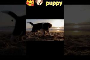 Cutest Puppy😘😘  Videos Compilation Cute moment - Cutest Animals #shorts #animals