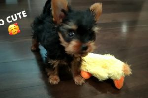 Cutest Yorkie Puppy Playing Around