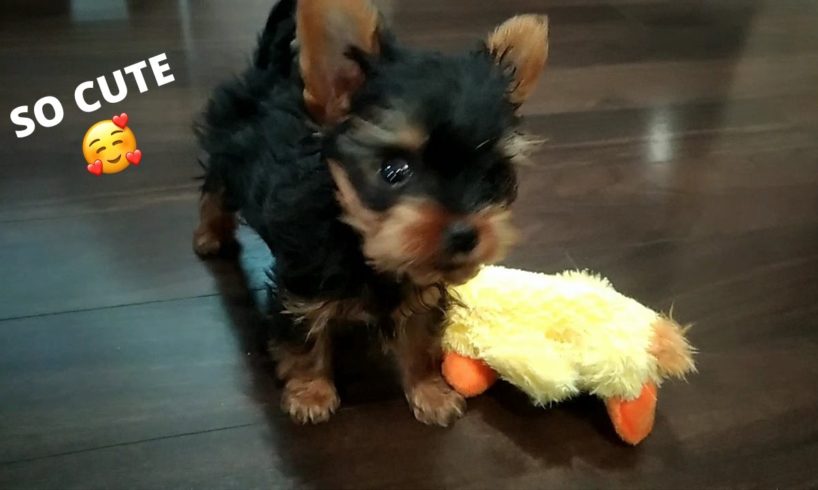 Cutest Yorkie Puppy Playing Around