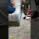 Cutest puppy helicopter funny #shorts #viral2022 #foryou #cutest #cutepuppy