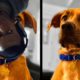 DAILY DOSE OF INTERNET DOG FINDS OUT HE'S ADOPTED - REACTION