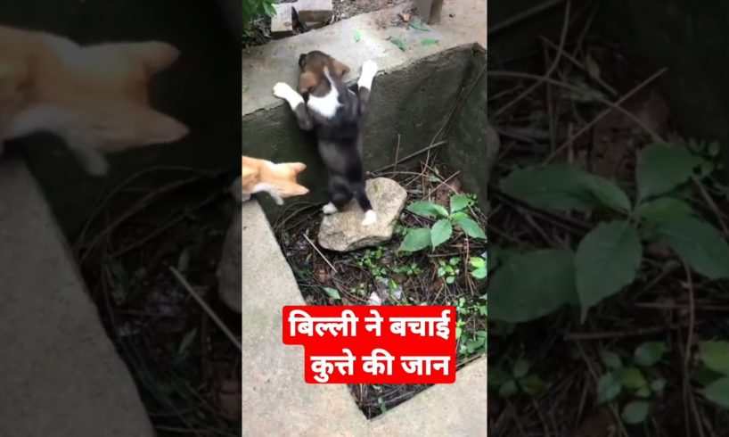 Dog And Cat lover ।। #shortsvideo #shorts #short #LIFE WITH DOG VS LIFE WITH DOG #trending #virel