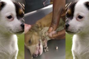 Dog Mangoworms Removal Compilation - Botfly removal  #