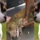 Dog Mangoworms Removal Compilation - Botfly removal  #