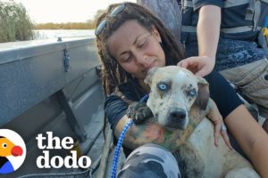 Dog Stranded On Island Melts Into Her Rescuer's Arms | The Dodo Adopt Me!