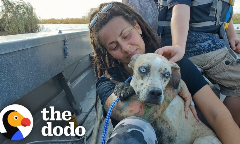 Dog Stranded On Island Melts Into Her Rescuer's Arms | The Dodo Adopt Me!