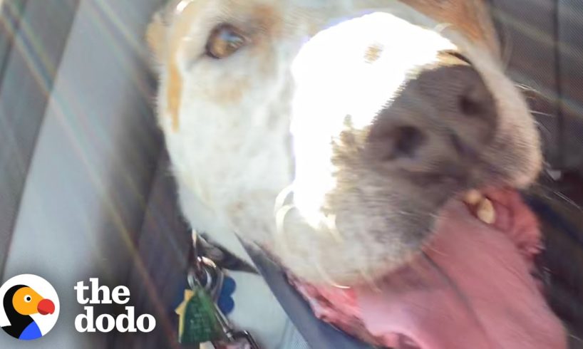 Dog Who Lived In A Shelter Since 2015 Goes Home For The First Time | The Dodo