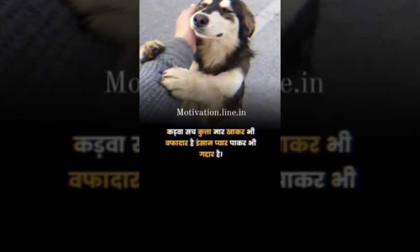 Dog are always loyal Motivational videos||Sandeep mheshwri motivational video#shorts