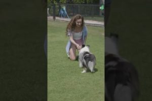 Dog playing,cute and funny dog video #shorts ๐๐๐