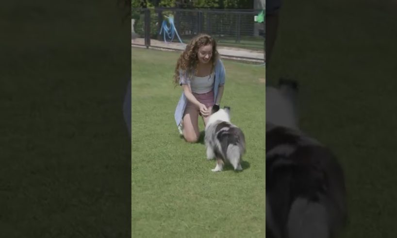 Dog playing,cute and funny dog video #shorts 🐕🐕🐕