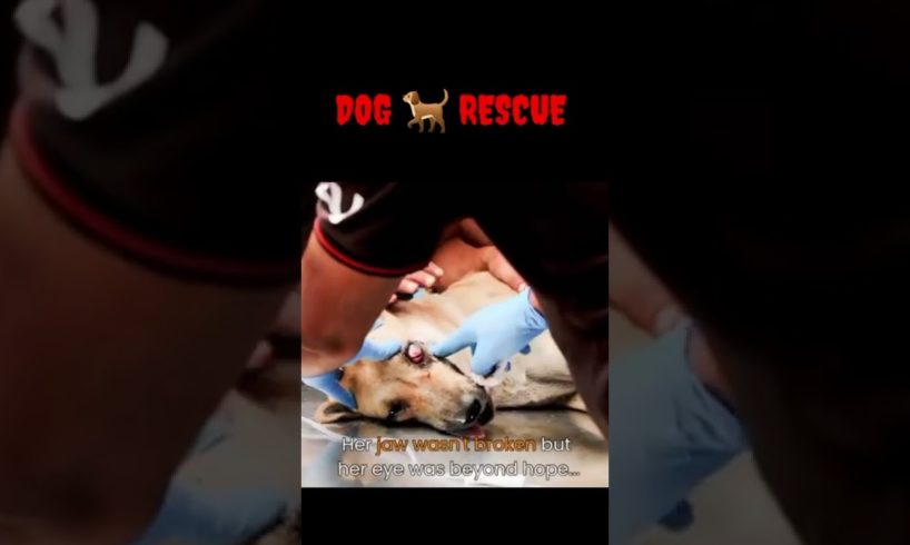 Dog 🐕 rescue by rescue team ❣️#shorts
