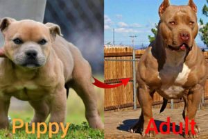 Dogs Grow Up - i'm a big kid now Baby to Adult Dogs #43