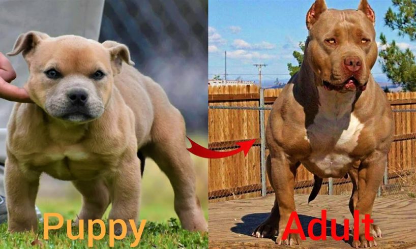 Dogs Grow Up - i'm a big kid now Baby to Adult Dogs #43