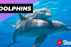 Dolphins 🐬 One Of The Most Intelligent Animals In The World #shorts #dolphins #intelligentanimals