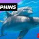 Dolphins 🐬 One Of The Most Intelligent Animals In The World #shorts #dolphins #intelligentanimals