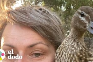 Dos familias caóticas de patos se mudan a la casa de una mujer | El Dodo