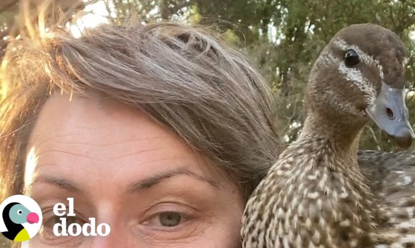 Dos familias caóticas de patos se mudan a la casa de una mujer | El Dodo