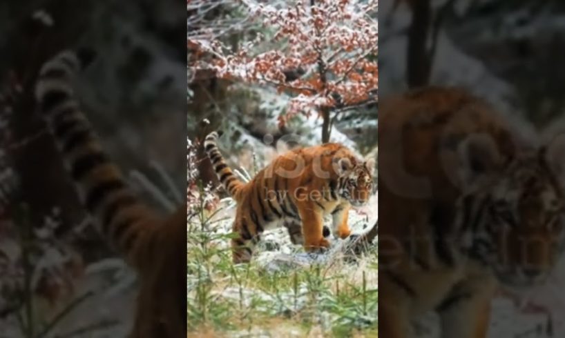Dubai the king is back π±π±π± tiger #shorts #shortsfeed #tiktok #animal